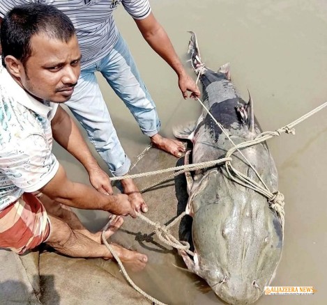 চিলমারীতে ব্রহ্মপুত্রের ৯০ কেজির বাগাড় বিক্রি হলো ১ লাখ ৩৫ হাজার টাকায়