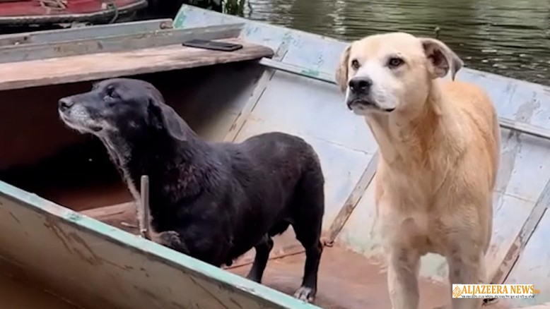 প্যারাগুয়েতে পারানা নদীর বন্যায় আটকে পড়া কুকুরদের সরাতে তৎপর উদ্ধারকারীরা